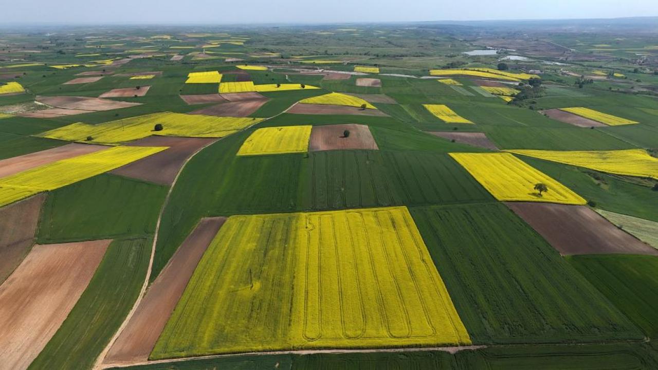 Edirne'de kanola tarlaları sarıya büründü