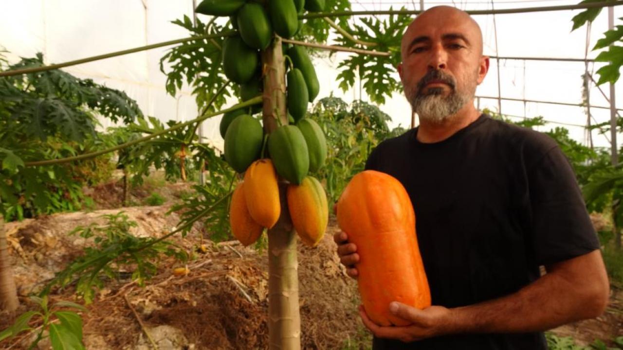 Tropikal meyvede hasat heyecanı! Kilosu 90 TL'ye kadar çıkıyor