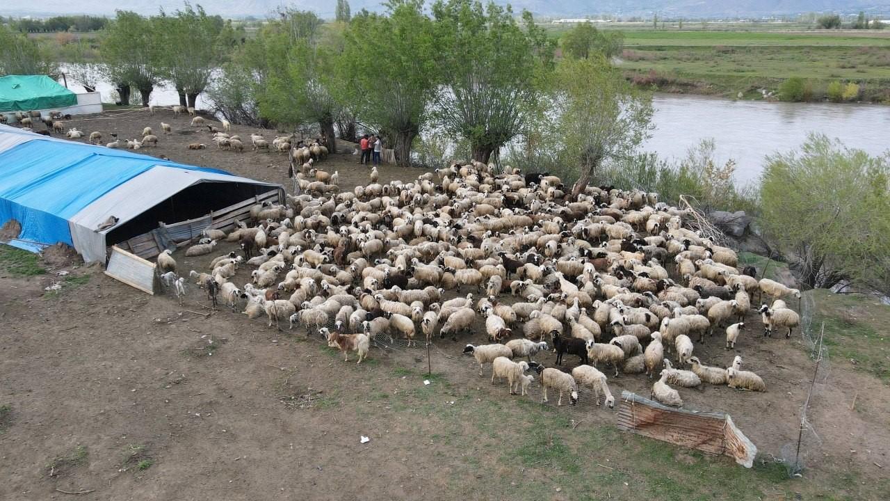 150 bin lira veren bulamamıştı: "Çoban krizi" Afganistan’dan çözüldü!