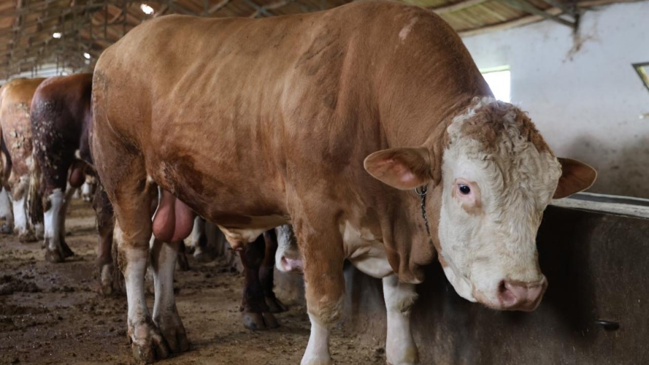 Elazığ’da 1 ton 200 kiloluk isimsiz tosun, alıcısı…