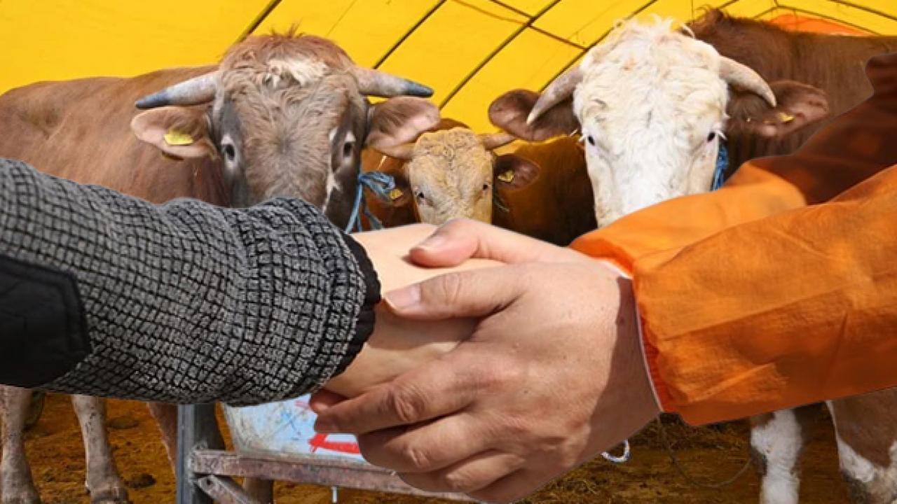 Kurban pazarlığı caiz midir? Nasıl yapılmalı, şartları nelerdir?