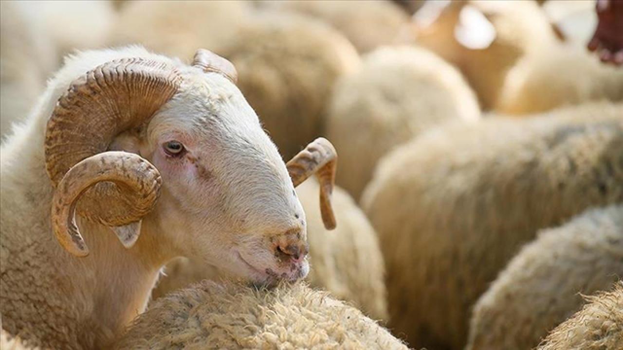 Kurban Bayramı deri sektörüne ivme kazandıracak Kurban Bayramı deri sektörüne ivme kazandıracak