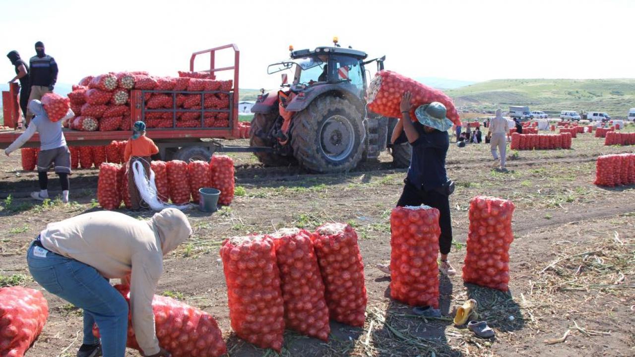 Soğan hasadı başladı: Tarlada kilosu 12-25 TL