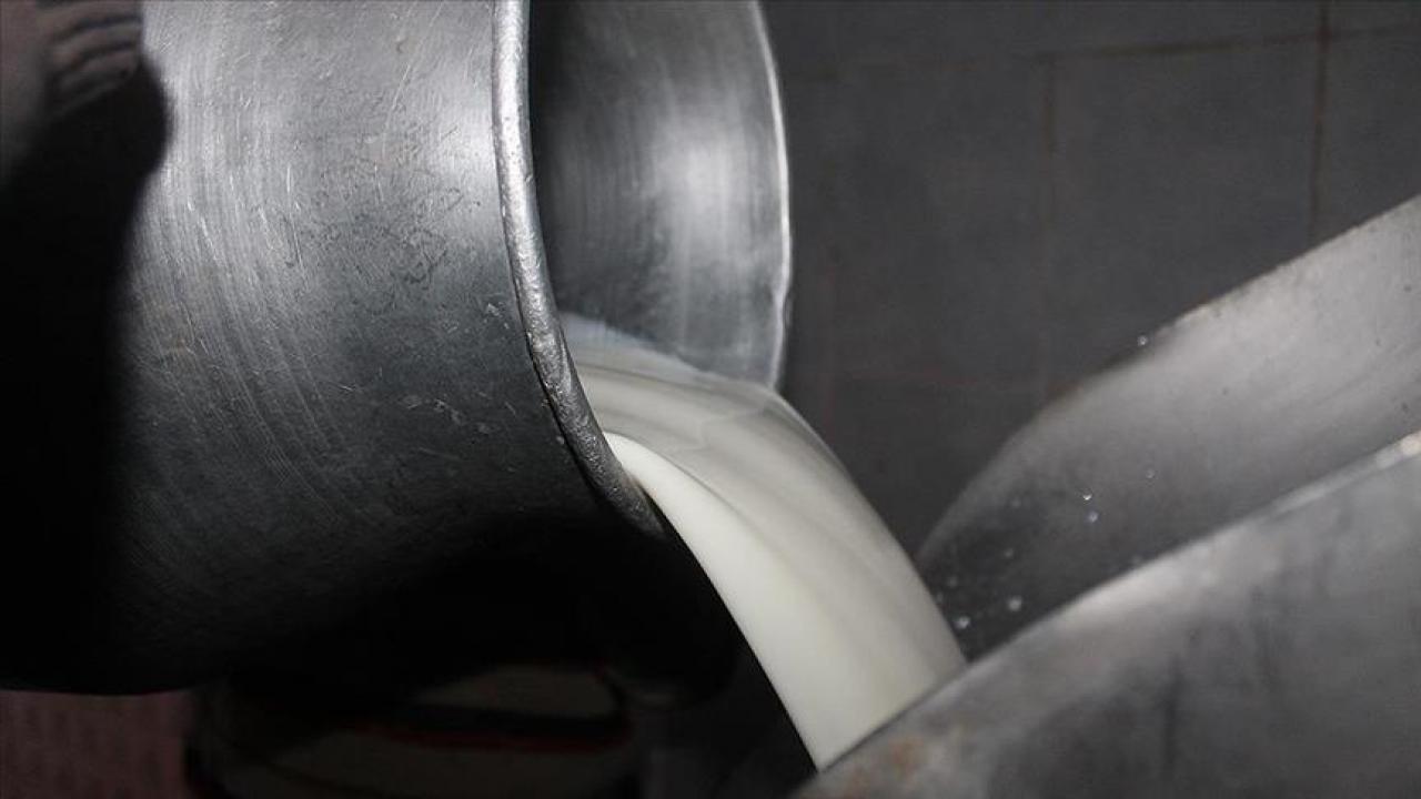 Süt üreticilerine 6 yılda 24,6 milyar liralık dev destek