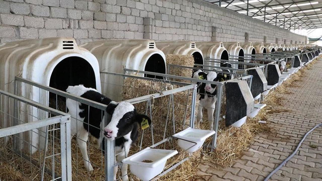 Hayvancılıkta devlet garantili yeni dönem: 108 bin hayvan dağıtılacak