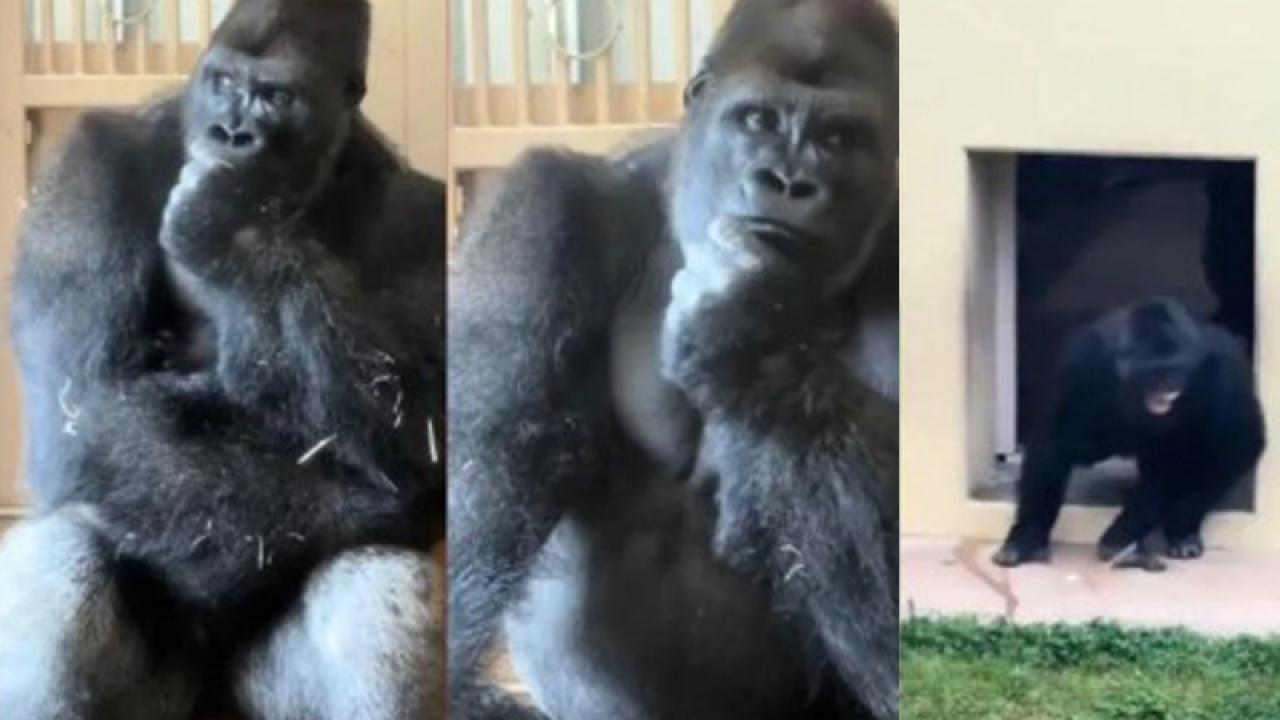 Eşiyle tartıştıktan sonra köşede düşünceli bir şekilde oturan goril Kiyomasa