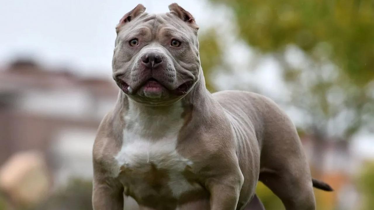 İngiltere'de yeni köpek yasası: Çocuklarla yalnız bırakmak yasak