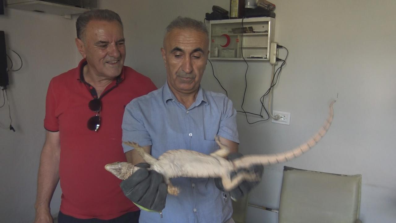 Şırnak’ta odunlukta bulunan çöl varanı, doğal yaşam alanına bırakıldı