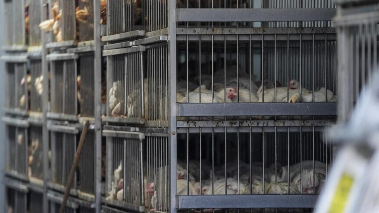 Nepal’de yüz binlerce kümes hayvanı itlaf edildi
