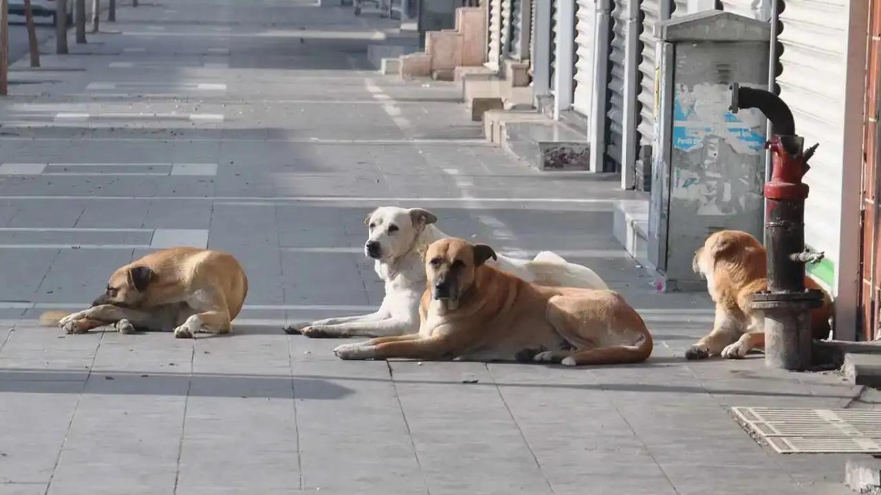Vali duyurdu! 52 bin sahipsiz köpek toplatıldı Vali duyurdu! 52 bin sahipsiz köpek toplatıldı