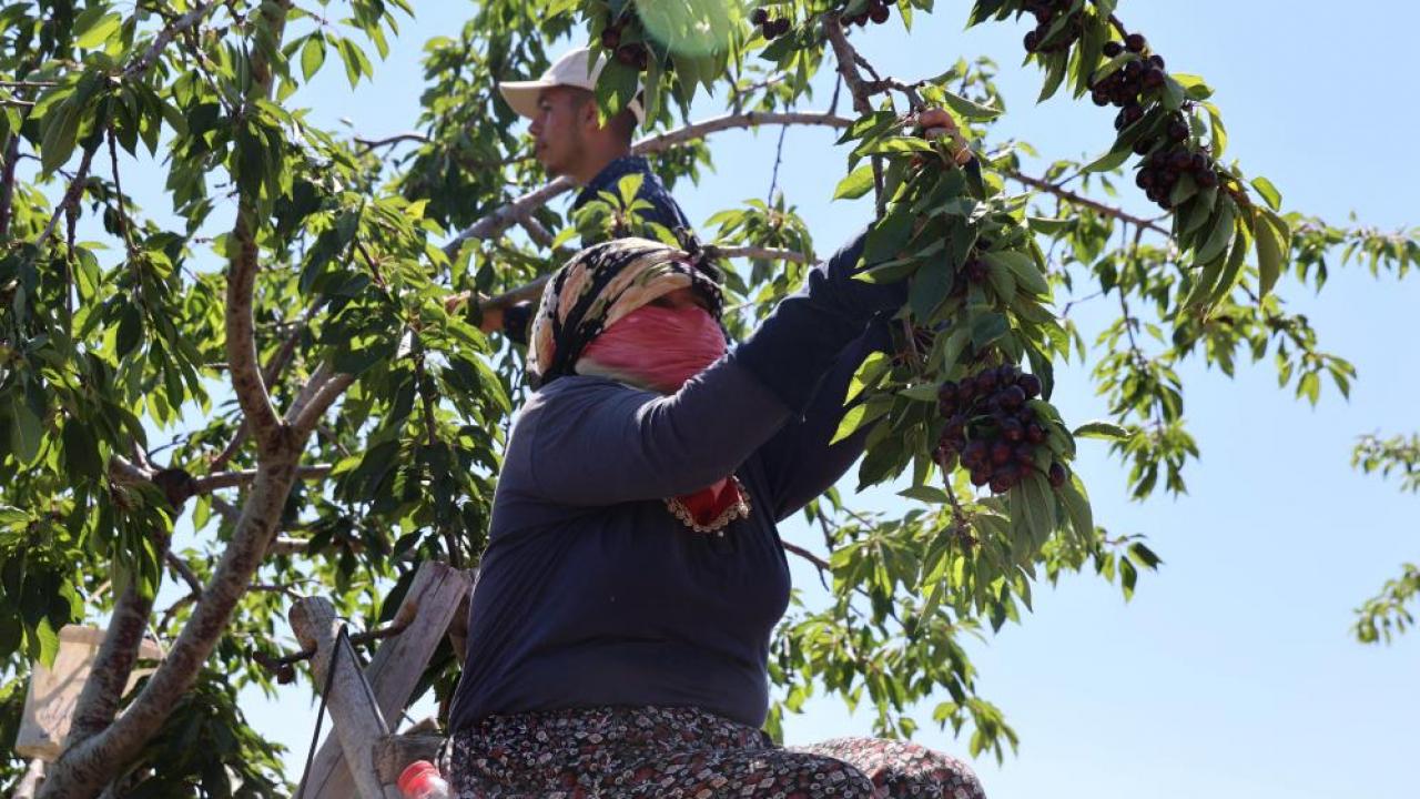Elazığ'da kiraz hasadı etkinliğinde Vali ve milletvekili dalından kiraz topluyor.