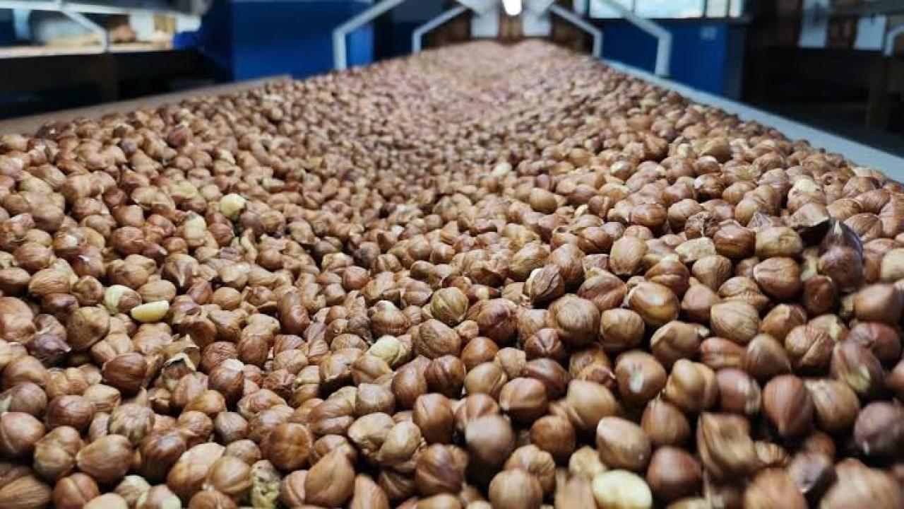 Fındık ihracatı rakamları açıklandı, 1.4 milyar dolar gelir elde edildi.