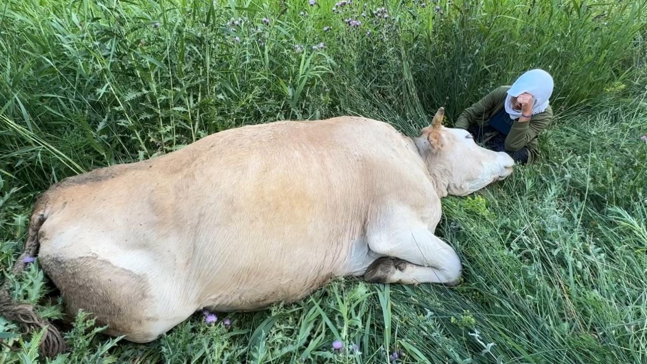 Telef olan ineğine sarılıp saatlerce ağlamıştı! 7 inek 5 buzağı sahibi oldu Telef olan ineğine sarılıp saatlerce ağlamıştı! 7 inek 5 buzağı sahibi oldu