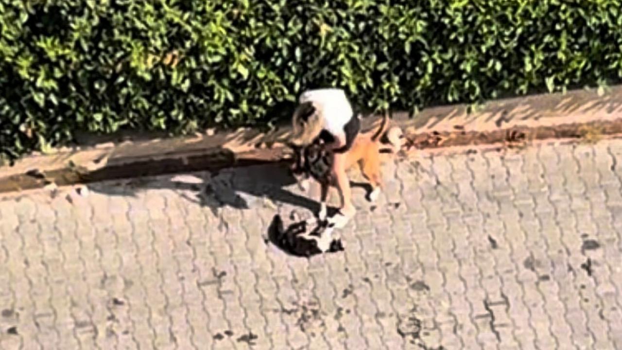 Adana’da dehşet! Pitbull kediyi parçaladı, sahibi “Polisi aramayın” diye yalvardı Adana’da dehşet! Pitbull kediyi parçaladı, sahibi “Polisi aramayın” diye yalvardı