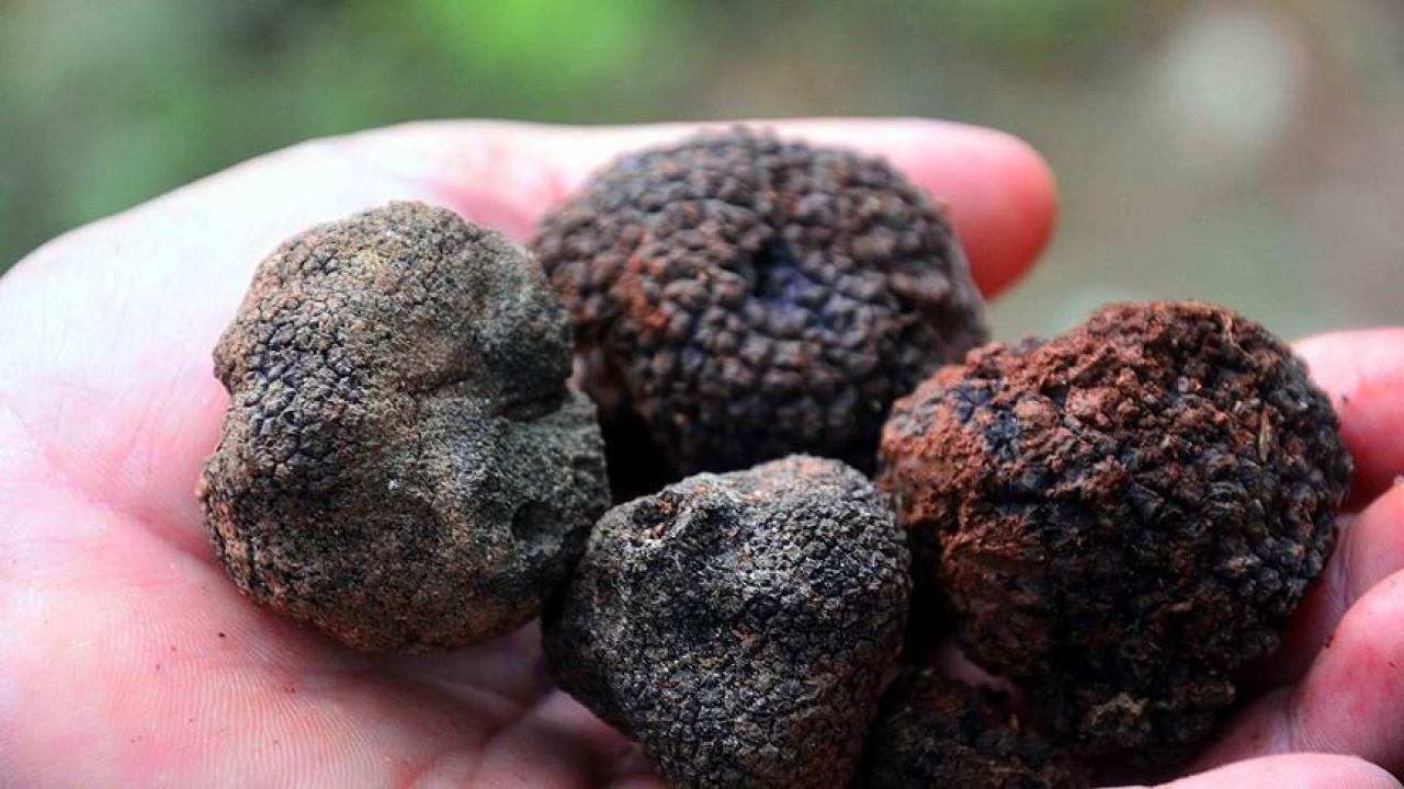 Toprağın altındaki servet! Eğitimli köpeklerle bulunuyor: Değeri altınla yarışıyor