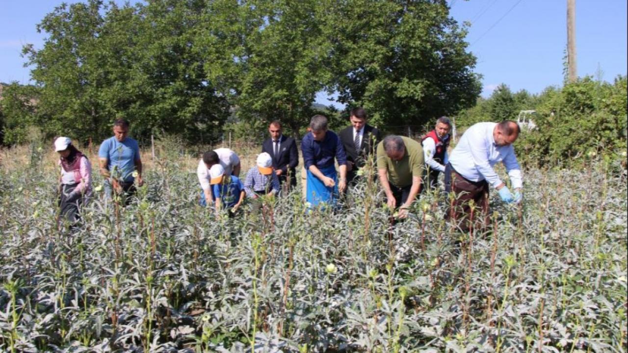 Amasya'nın tescilli sarı altını: Kilosu tam 1400 lira!