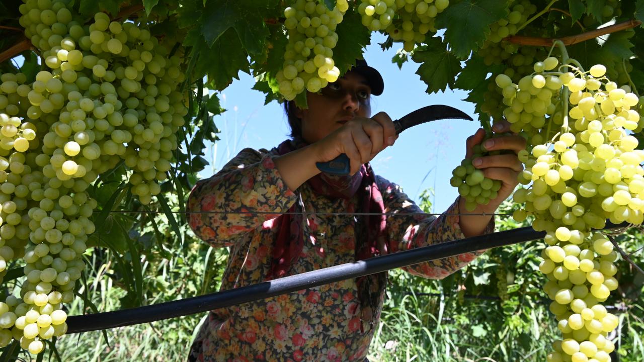 Manisa’da Sultani üzüm hasadı başladı: Gecikmenin nedeni belli oldu