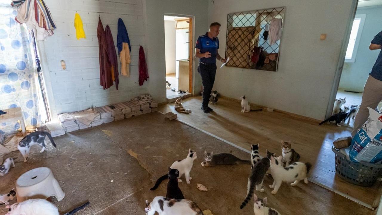 'Ãöp ev' ihbarına giden ekipler adreste 100 kedi buldu
