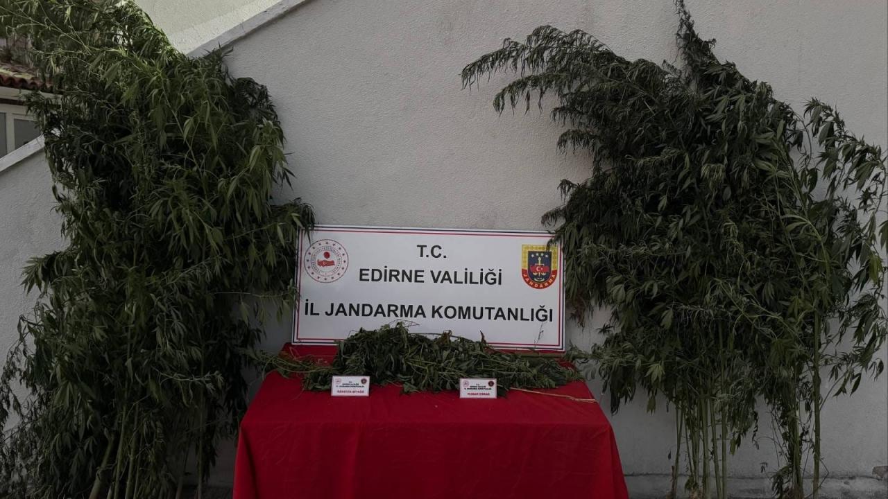 Kamu arazisine kenevir ekti, bitkileri sularken yakayı ele verdi
