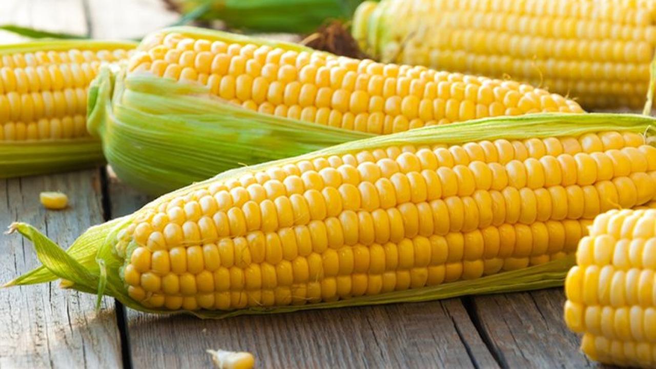 Mısır fiyatları son 3 yılın zirvesinde! El Nino etkisini gösterdi