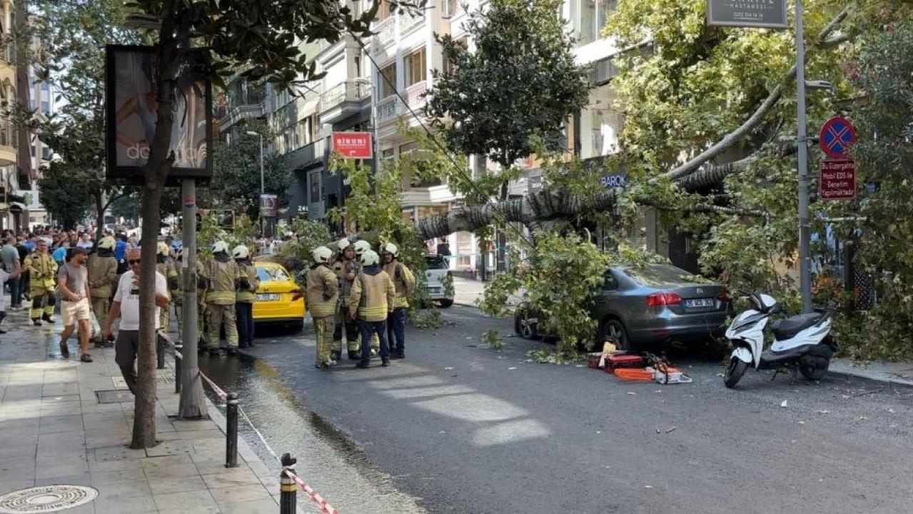 NiÅantaÅıânda çınar aÄacı iki aracın üzerine devrildi