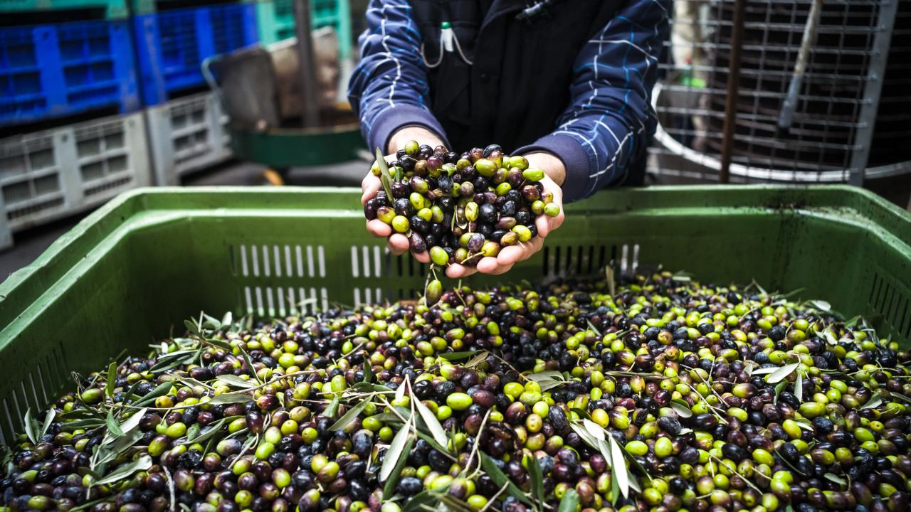 Türkiye'nin 40 yıllık zeytin markası iflasın eşiğinde: Mahkemeden 1 yıllık mühlet!