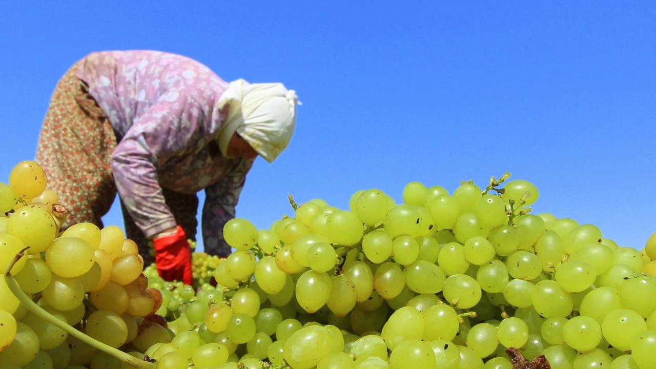 TARİÅ kuru üzüm avans fiyatını 80 TL olarak belirledi