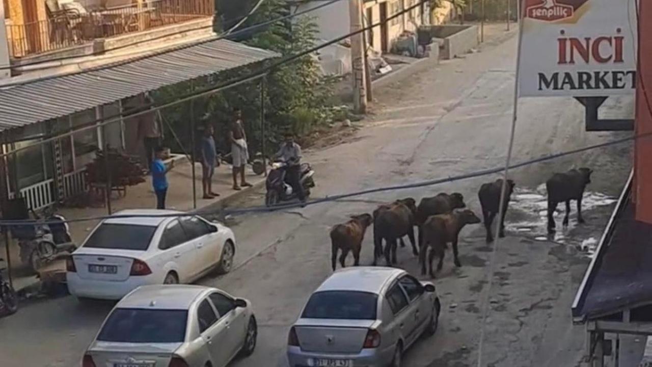 Hatay'da yola inen baÅıboÅ mandalar trafiÄi durma noktasına getirdi