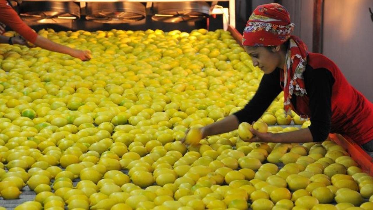 TİGEM açık artırmayla 1010 ton limon satacak!