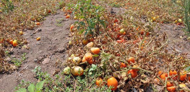 Bergama'da domates üreticisinin fiyat tepkisi