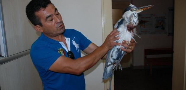 Akseki'de yaralı bir balıkçıl kuşu bulundu