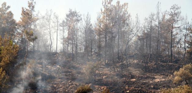 Muğla'da tarım arazisi ve ormanlık alanda yangın
