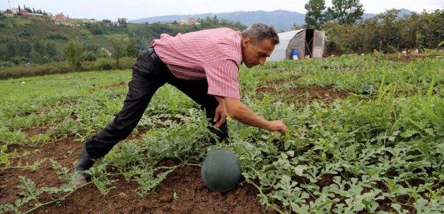 Karadenizli Temel Trabzon'da Japon karpuzu üretiyor