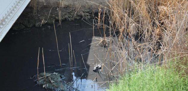 Büyük Menderes Nehri'ndeki kirlilik iddiaları