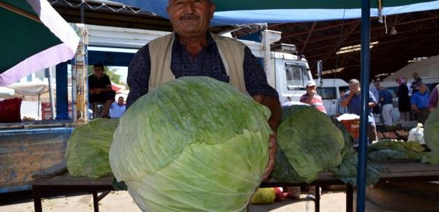 "Dev lahana" üreticisi Kahramanmaş'ta yüksek verim