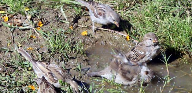 Sıcaktan bunalan kuşlar su birikintilerinde serinliyor