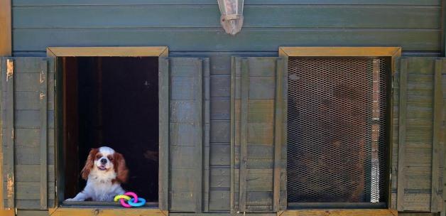 Köpeklere "5 yıldızlı" bakım