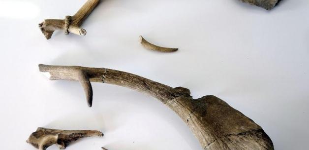 Assos'ta 2 bin 100 yıllık geyik boynuzu bulundu