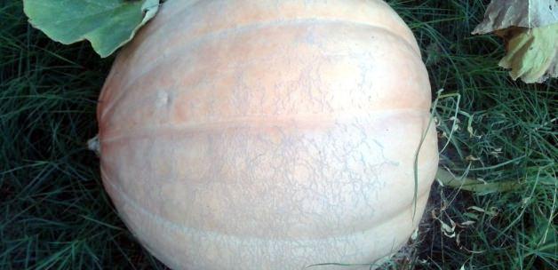 Bayramiç'te 52 kiloluk bal kabağı yetiştirildi