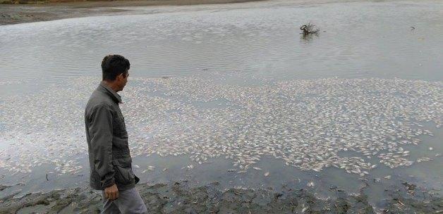 Edirne'deki balık ölümleri