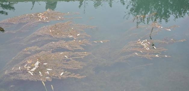 Manavgat'ta sulama kanalında ölü balıklar bulundu