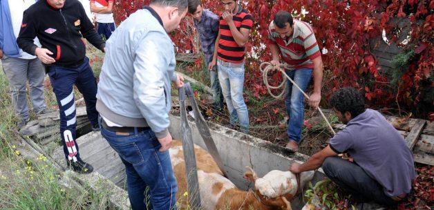 Bolu'da su kuyusuna düşen inek kurtarıldı