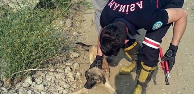 Kafasını bidona sokan köpeği belediye ekipleri kurtardı