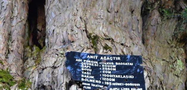 Türkiye'nin en yaşlı ağaçlarına ziyaretçi akını