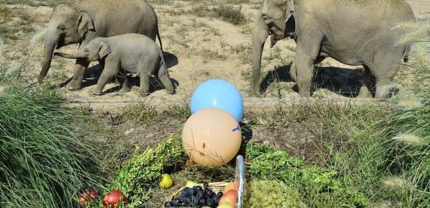 Fil yavrusu "Deniz"e doğum günü hazırlığı