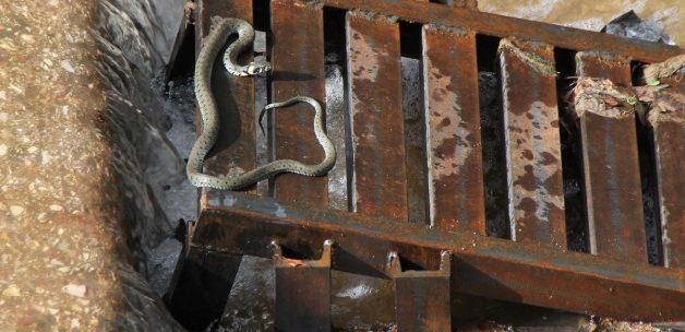 Kastamonu'da yılan kurtarma operasyonu