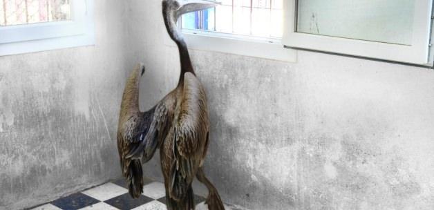 Yaralı bulunan pelikan tedavi altına alındı