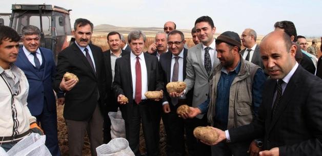 Vali Çınar, Ahlat'ta patates hasadına katıldı