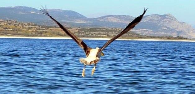 Tedavi edilen pelikanlar Burdur Gölü'ne salındı
