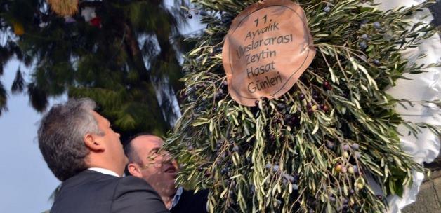 11. Ayvalık Uluslararası Zeytin Hasat Günleri